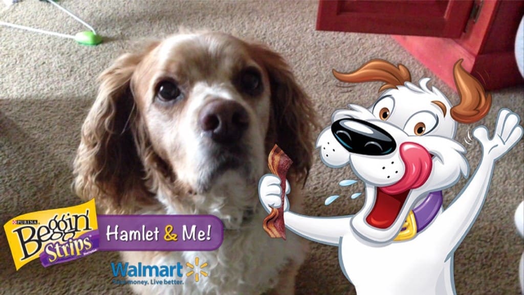 Got Our Pic Taken With Hamlet the Beggin’® Strips Dog! See How You Can