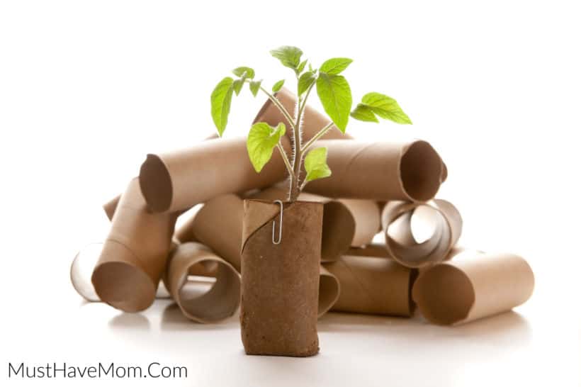 toilet paper tube planter