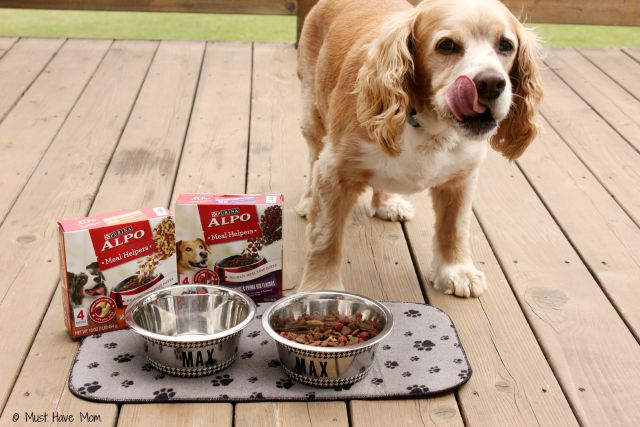 5 Minute DIY Personalized Dog Bowl. Such an easy, inexpensive way to makeover my dog's plain dishes!