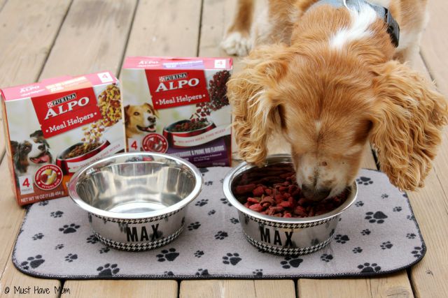 https://musthavemom.com/wp-content/uploads/2015/08/How-to-get-your-dog-to-eat-dry-dog-food.jpg