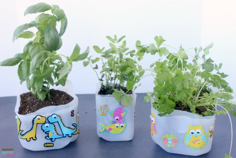 DIY Self Watering Milk Jug Planter Idea! Make your own self watering planter out of a milk jug. Upcycle and reuse your milk jug and get the kids involved! Milk jug gardening ideas!