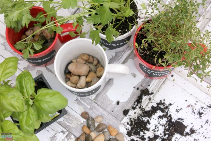 DIY Garden Ideas make your own coffee mug herb garden! This tutorial shows you what you need to do to have a windowsill herb garden on the cheap! 