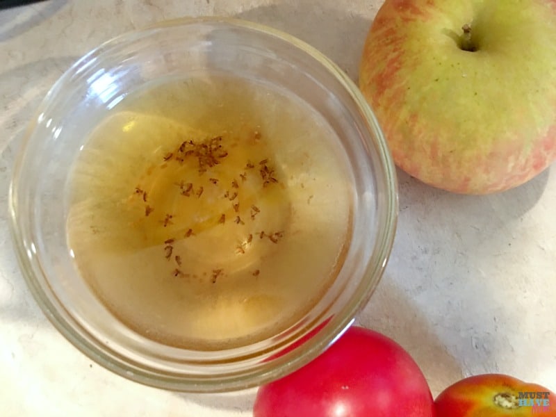 How to Get Rid of Fruit Flies Without Chemicals! DIY Fruit Fly Trap