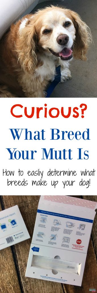 Curious what breeds make up your mutt? Here's an easy way to determine what breeds your dog is made up of! We did it and check out our results! 