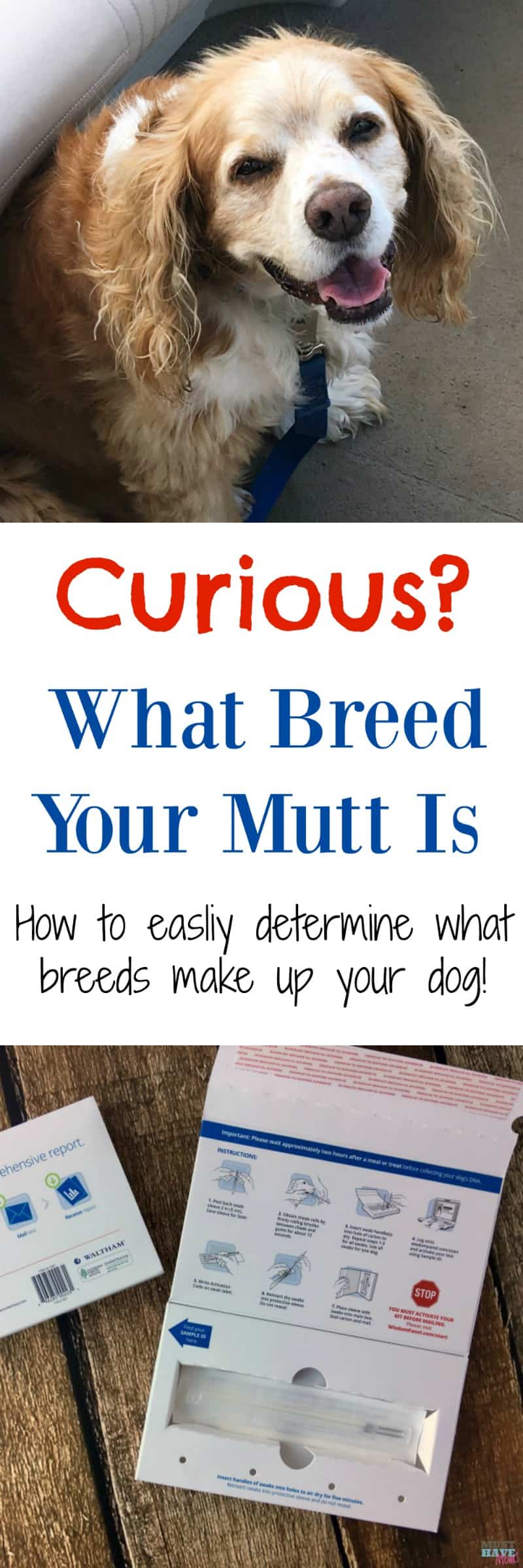 Curious what breeds make up your mutt? Here's an easy way to determine what breeds your dog is made up of! We did it and check out our results!