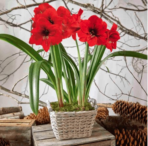 Farmhouse decor amaryllis plant idea