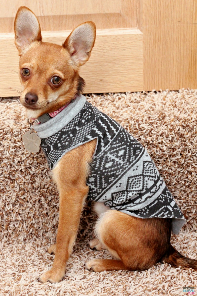 Easy, 3 step dog sweater DIY! No sew DIY dog sweater made from a sweatshirt or sweater! 3 easy steps!
