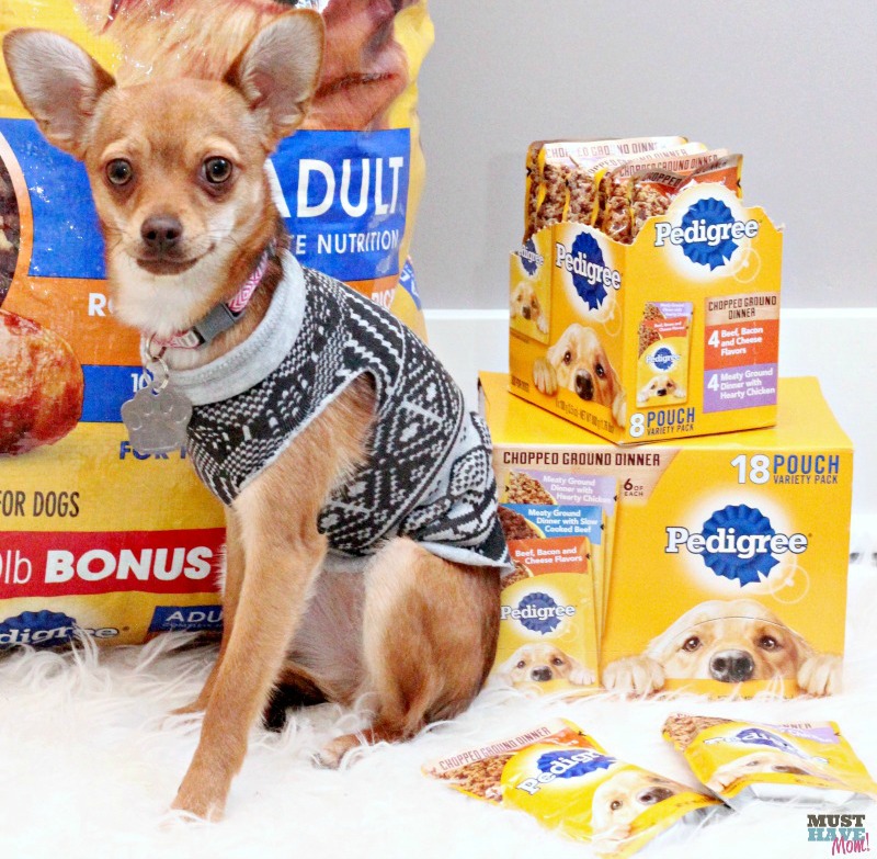 Make A DIY Dog Sweater From A Sweatshirt + Doggie Travel Tips!