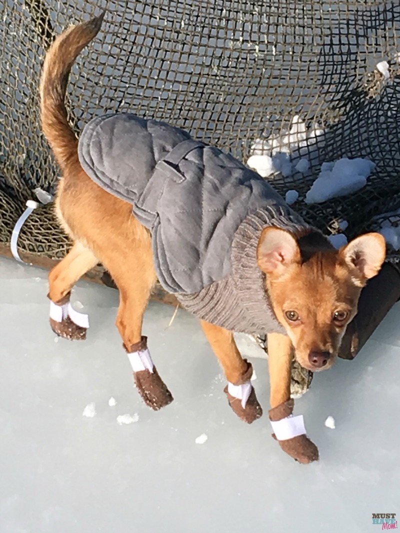 dog booties for chihuahuas