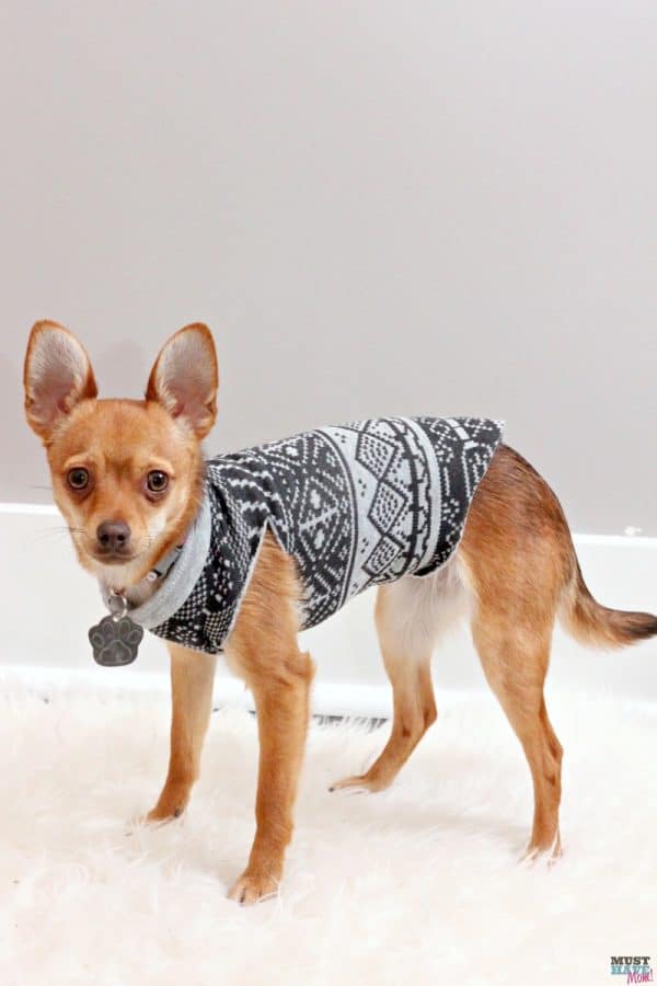Make A DIY Dog Sweater From A Sweatshirt + Doggie Travel Tips! Must