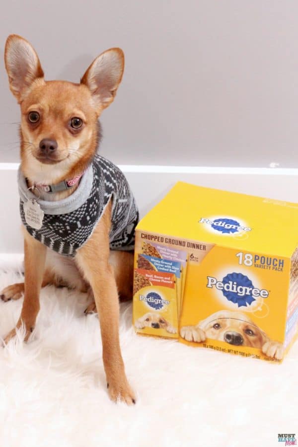 Make A DIY Dog Sweater From A Sweatshirt + Doggie Travel Tips! Must