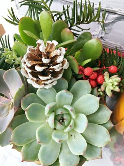 Christmas succulent arrangement - Must Have Mom