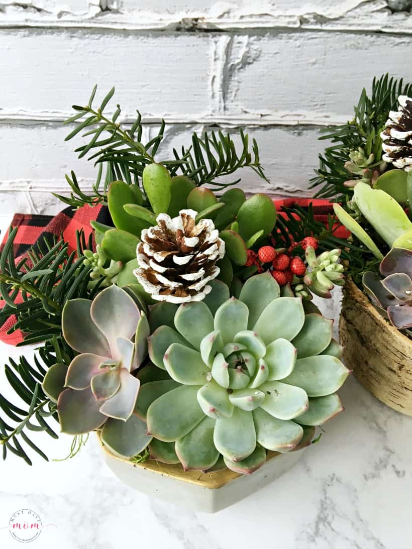 Succulent Xmas Ideas Best Succulent Ideas