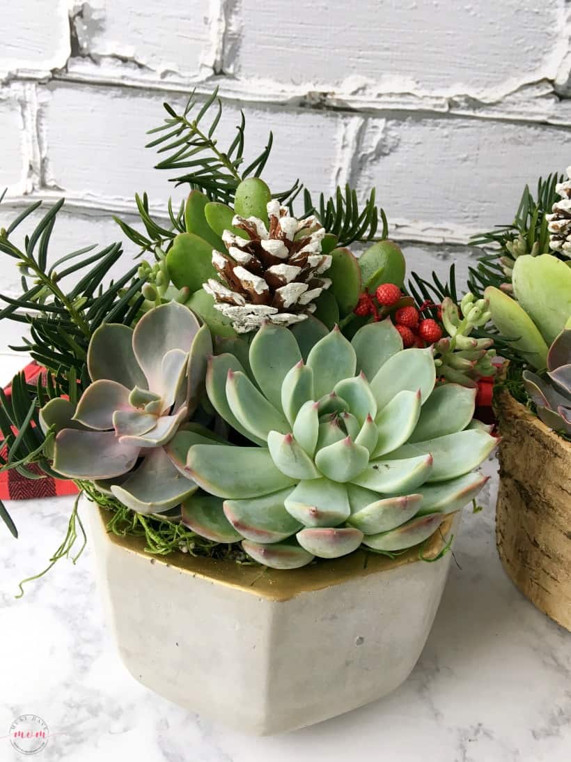 Sangria And Succulent Garden Gift Basket Ideas For Women Great Hostess The Holidays