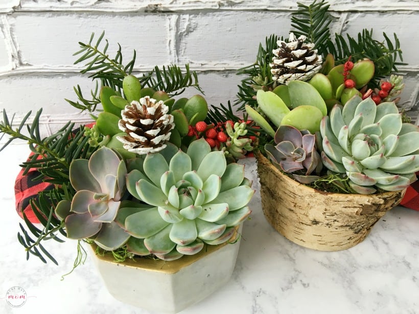 Sangria and succulent garden gift basket ideas for women! Great hostess gift for the holidays.