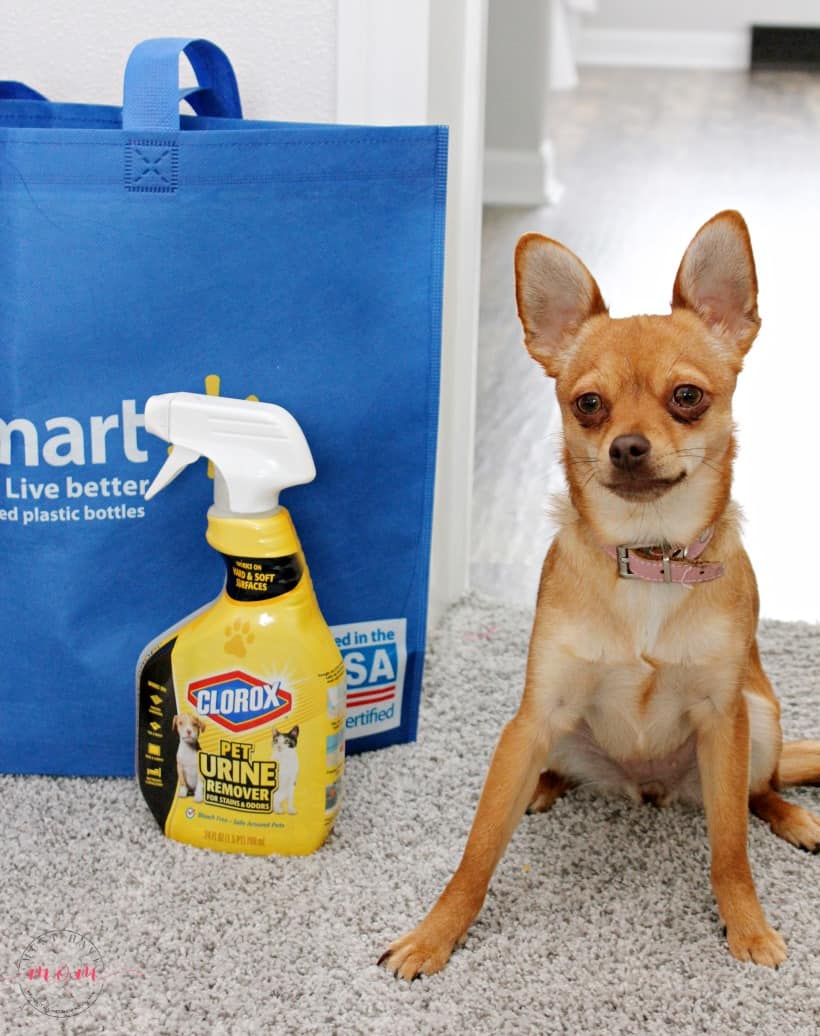 Clorox for dog clearance urine