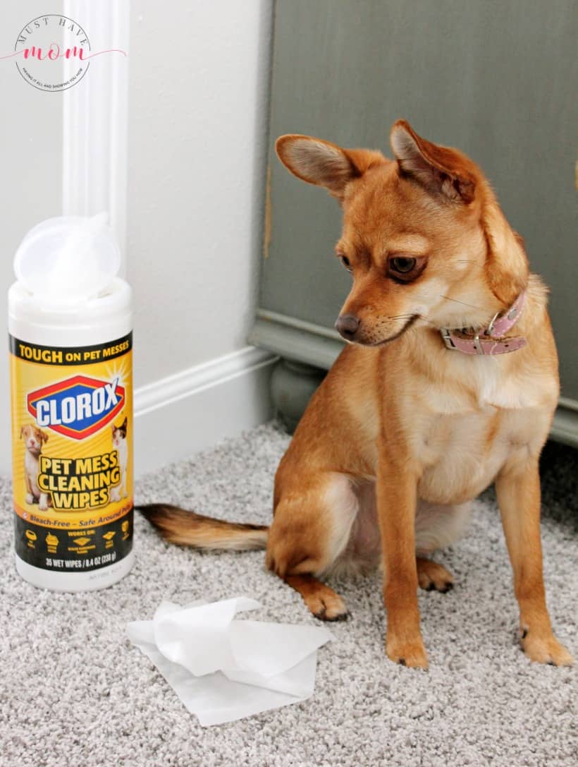 Clorox pet mess wipes