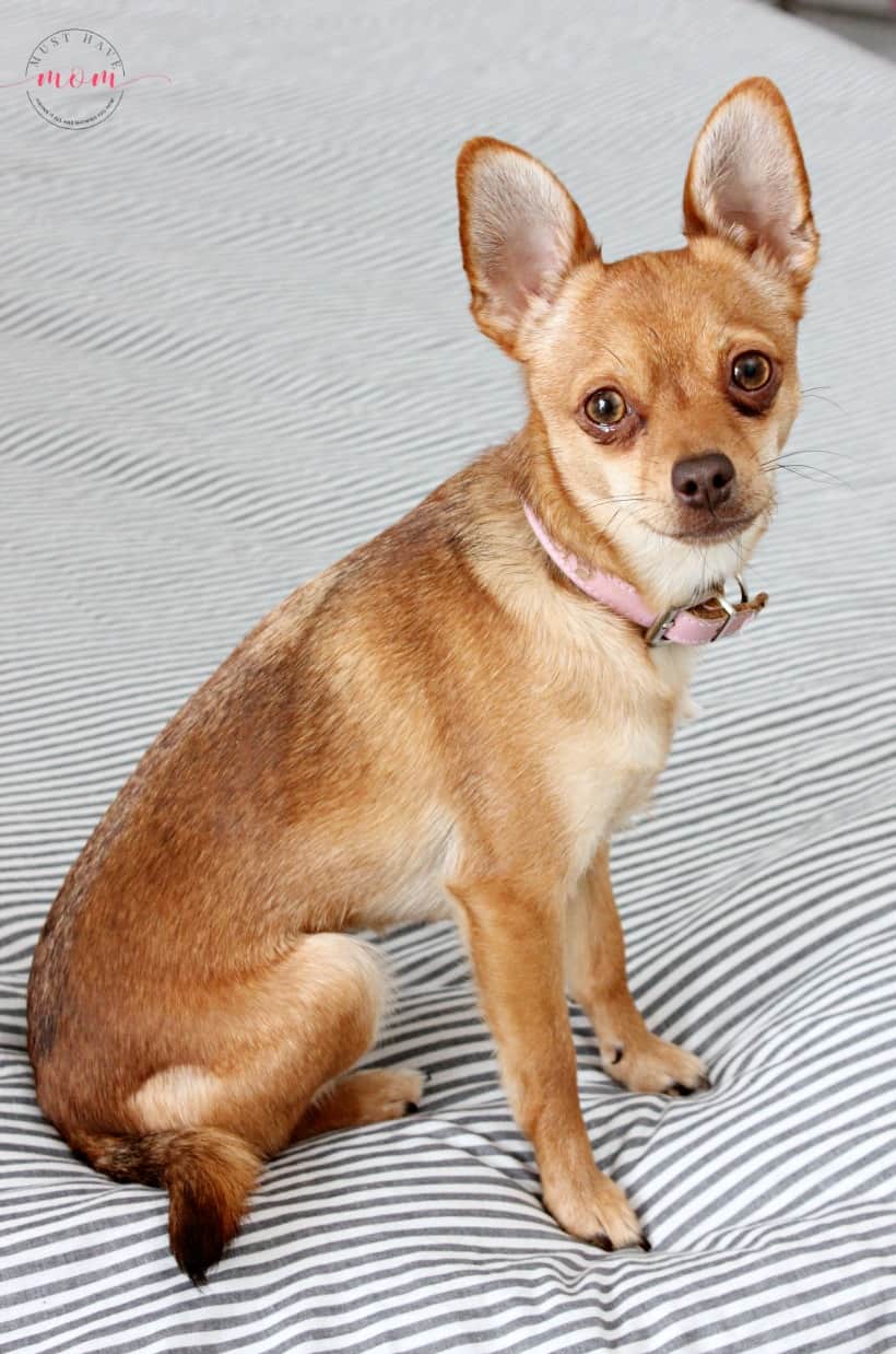 Pomchi mix small dog