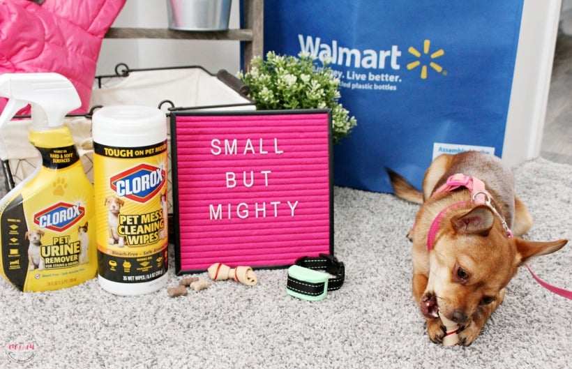 Must Have Supplies For Small Dogs Must Have Mom