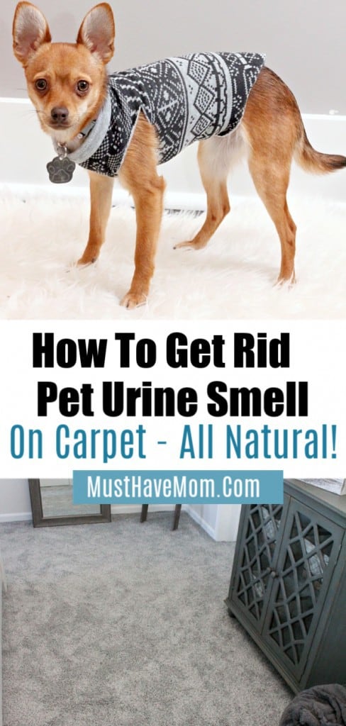 Best Pet Urine Remover How To Get Rid Of Pee Smell From Carpet Must Best Pet Urine Remover How To Get Rid Of Pee Smell From Carpet Must