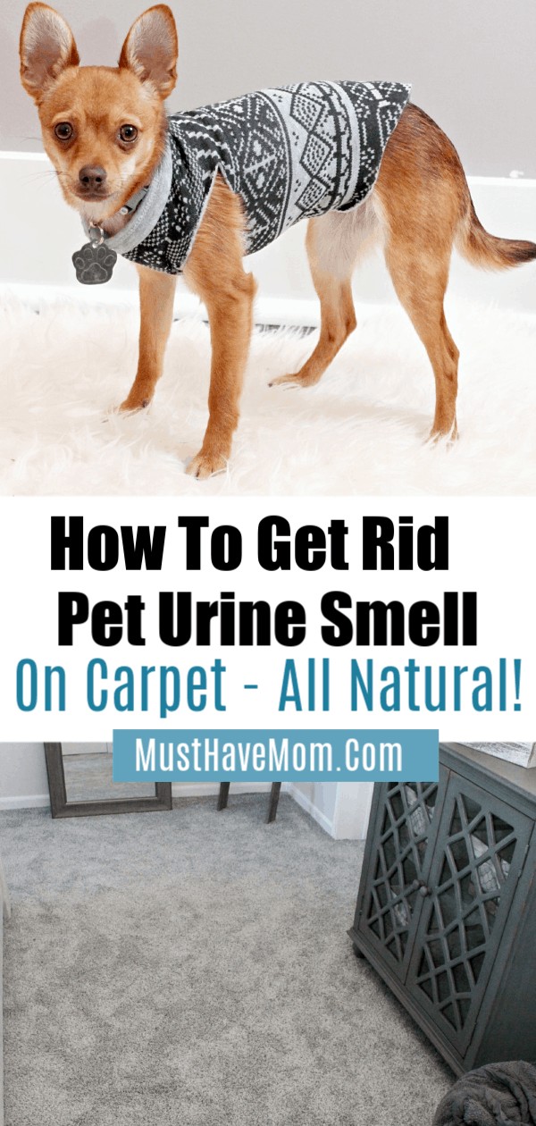 best pet urine remover