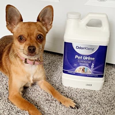 Best Pet Urine Remover: How to get Rid of Pee Smell From Carpet!