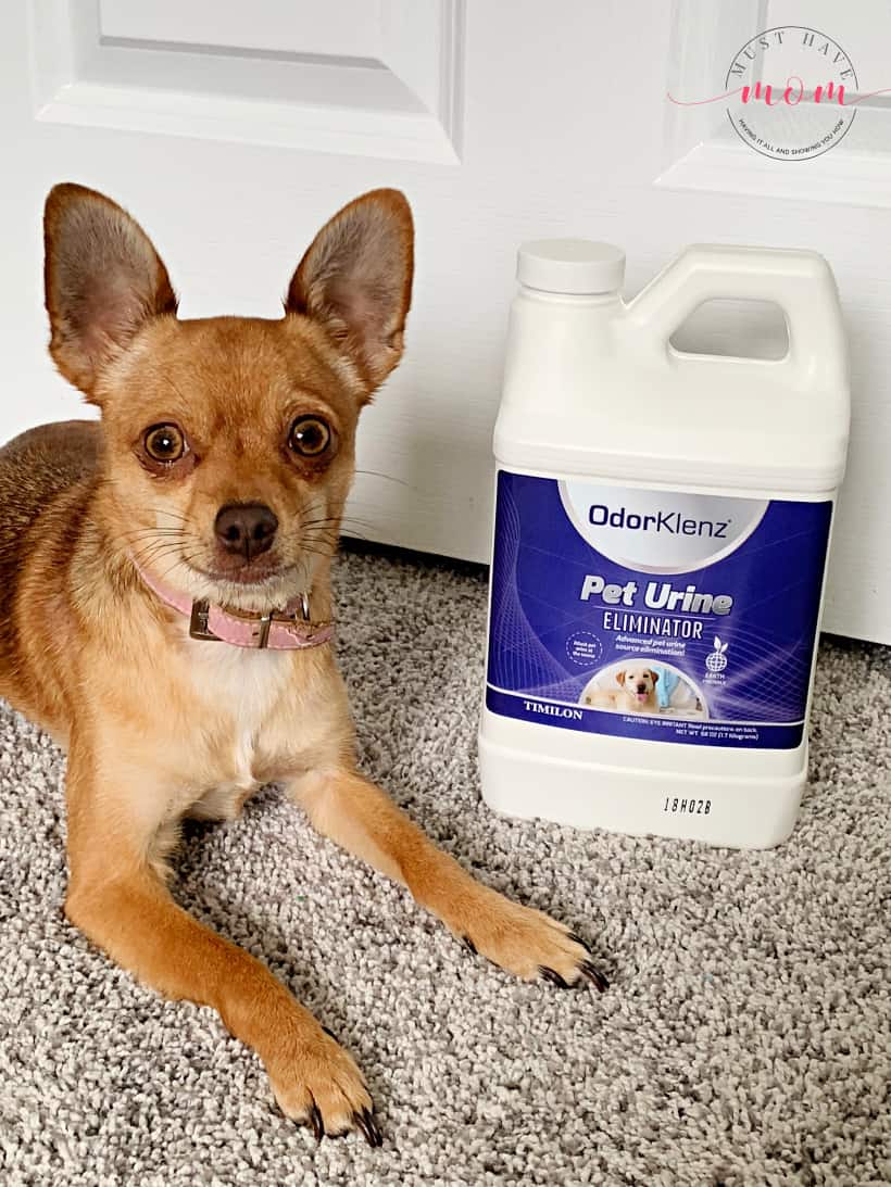 Best odor eliminator outlet for pet urine