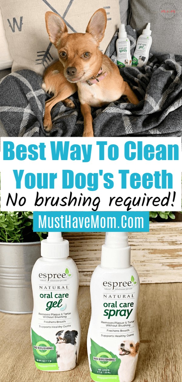 best way to clean your dogs teeth