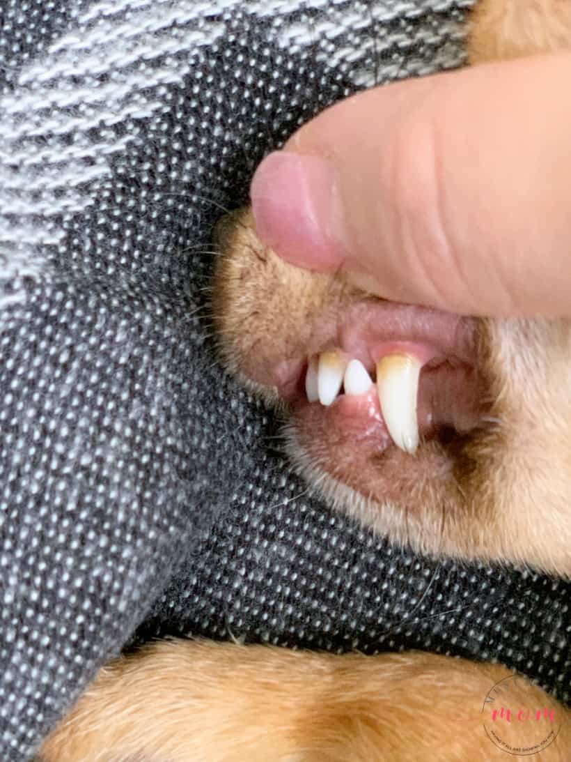dog gum health after using espree
