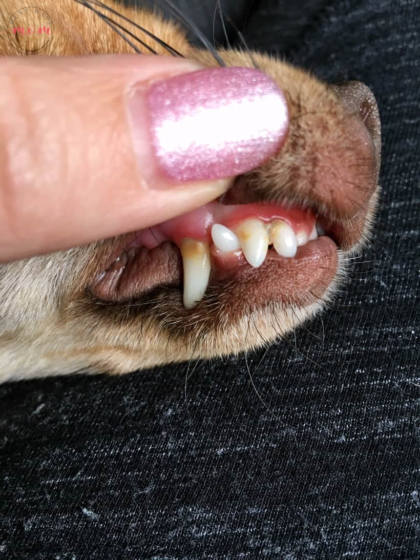 dogs gum health before espree