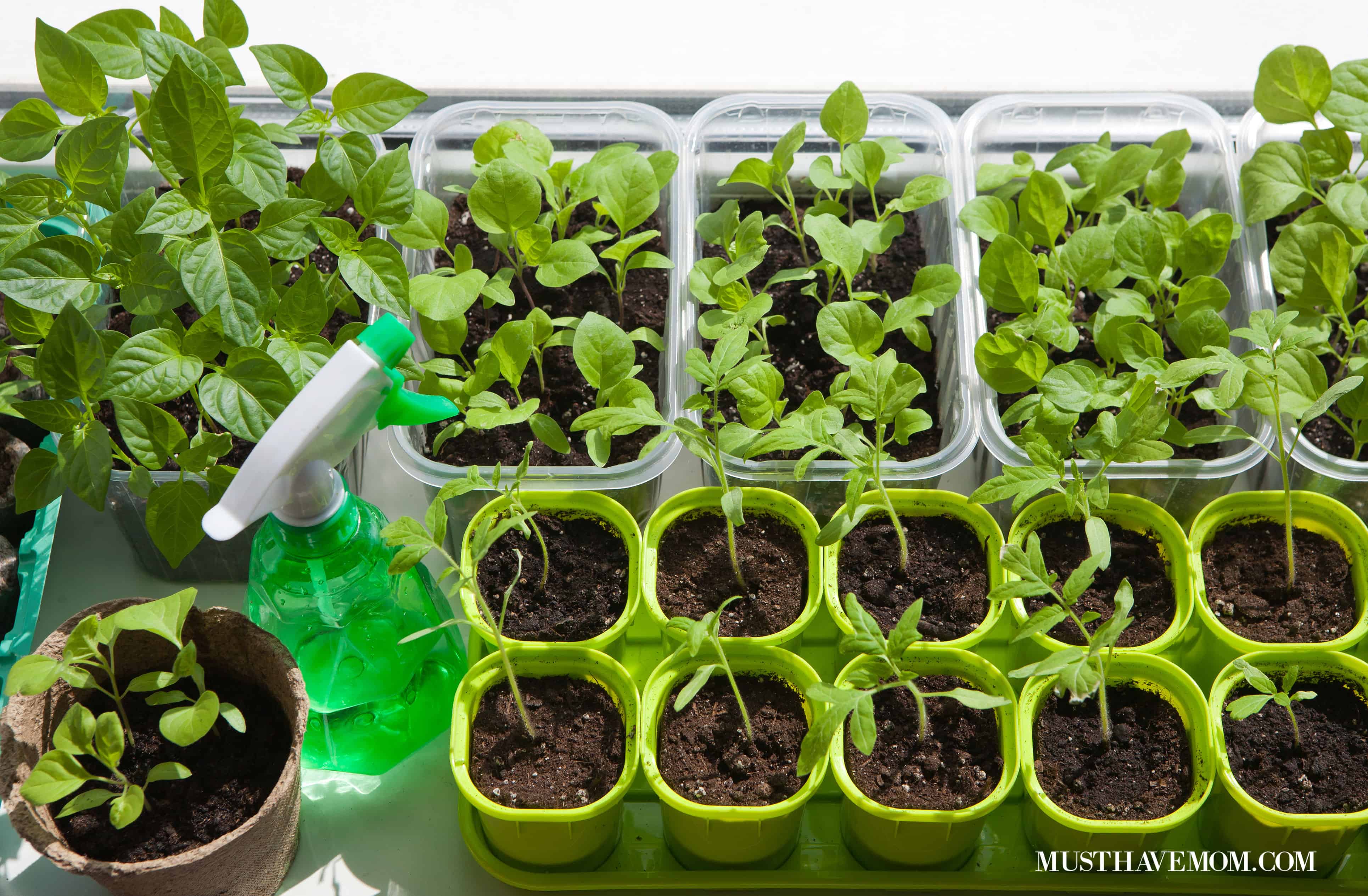 Family Vegetable Garden. Start a Family Taco Garden