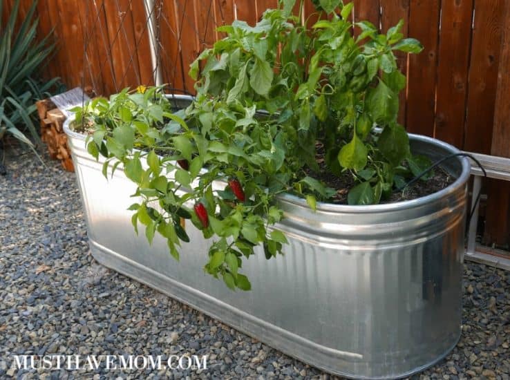 Family Vegetable Garden. Start a Family Taco Garden - Must Have Mom