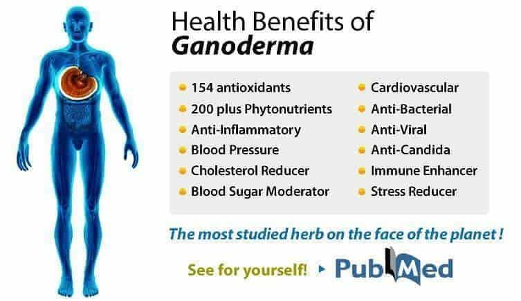 ganoderma benefits