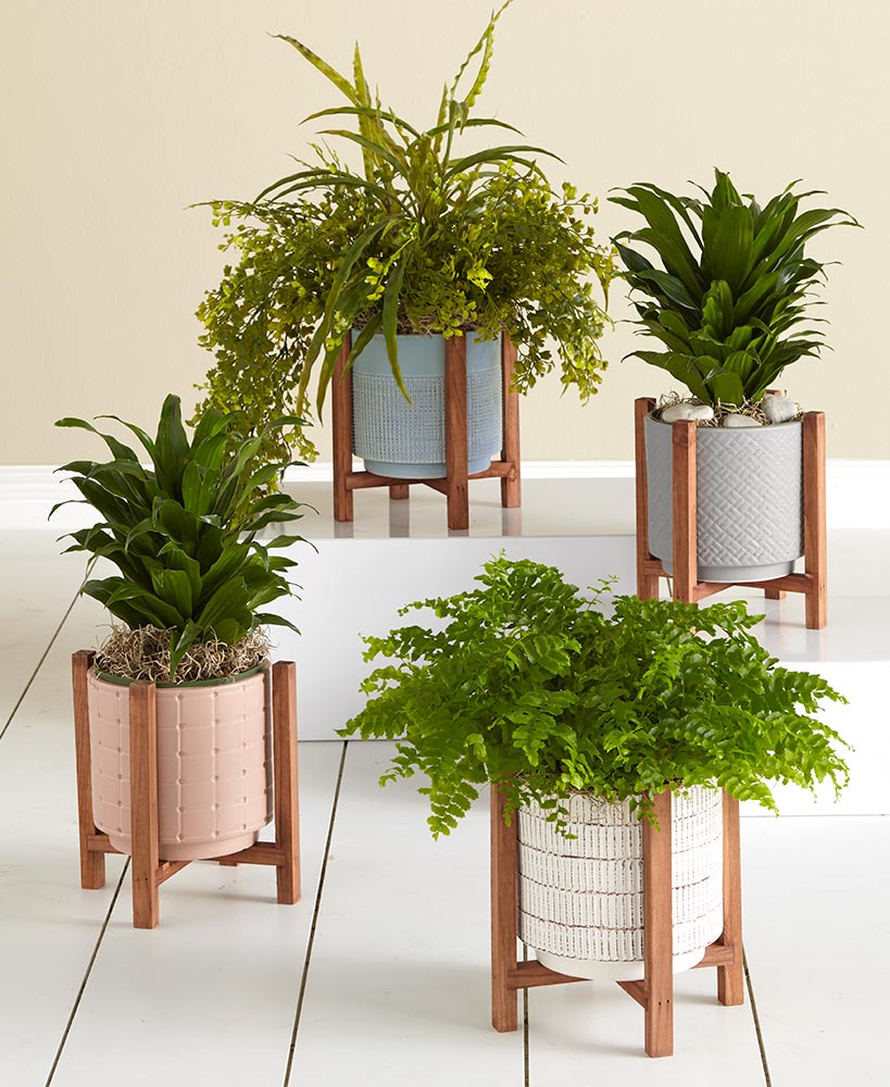 boho plant stands