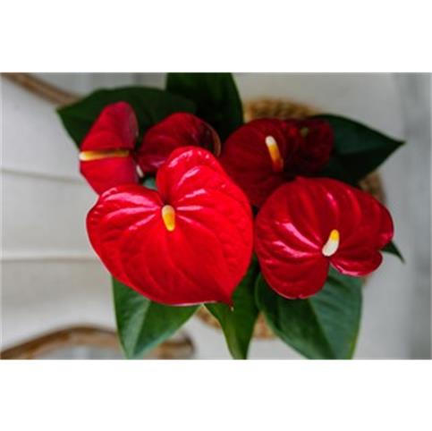 Just Add Ice red anthurium