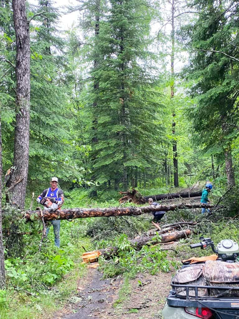 storm damage tree removal