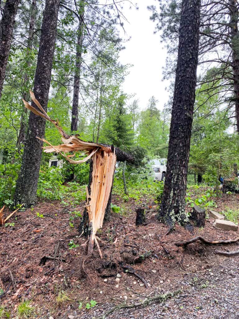 huge tree blown over