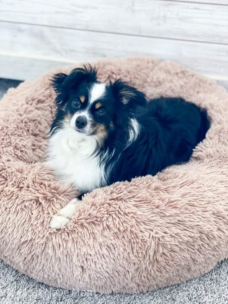 boho dog bed